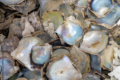 Oysters at  oyster farm cultured to produce pearls