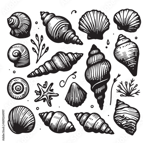 Collection of hand-drawn seashells, starfish, and aquatic elements