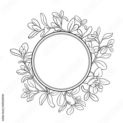 Marjoram Branch with Leaves Outline Round Frame. Organic natural nutritional healthy food ingredient, vegetarian diet product. Vector isolated for design or decoration.