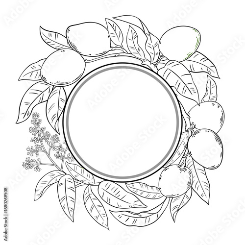Mango Branch with Flowers, Fruits and Leaves Outline Round Frame. Organic natural nutritional healthy food ingredient, vegetarian diet product. Vector isolated for design or decoration.