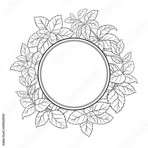 Melissa Branch with Leaves Outline Round Frame. Vector isolated for design or decoration.