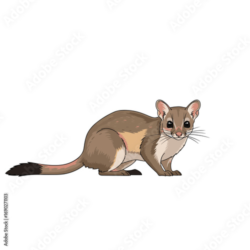 Illustration of a small furry marsupial with large ears and a long tail