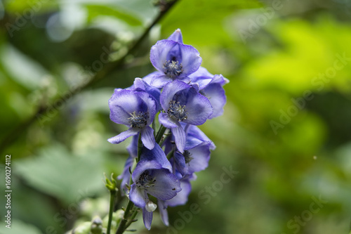 Wallpaper Mural トリカブトの花 Torontodigital.ca