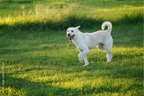 White Mixed Breed Dog Relaxing in a Green Field