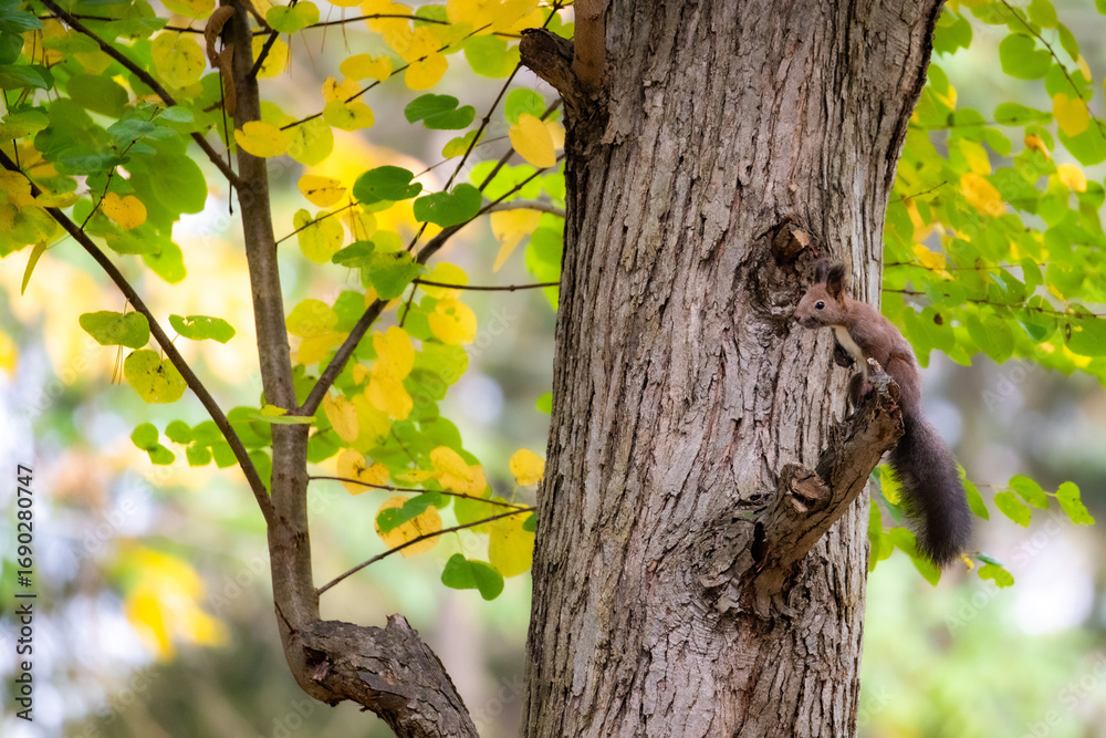 Obraz premium Squirrel climbing on a tree in the forest、森の木を登るリ