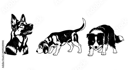 Elegant dogs collection, German Shepherd, Beagle sniffing, Border Collie ready to play, vector origin