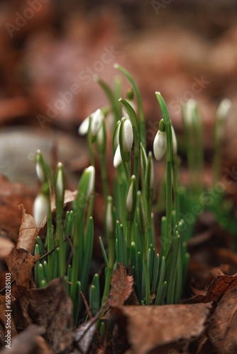 spring snowdrop flowers