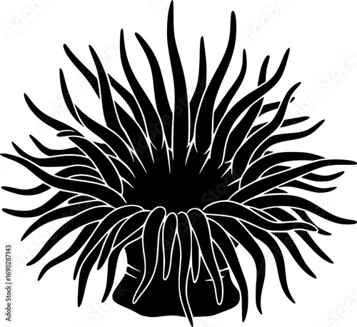 Sea anemone silhouette, Sea anemone vector illustration, Sea anemone svg, Sea anemone clipart.
