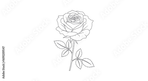 Elegant Line Art Drawing of a Single Blooming Rose with Leaves.
