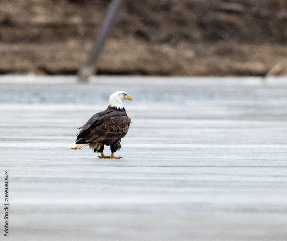 Fototapeta premium Weisskopfseeadler