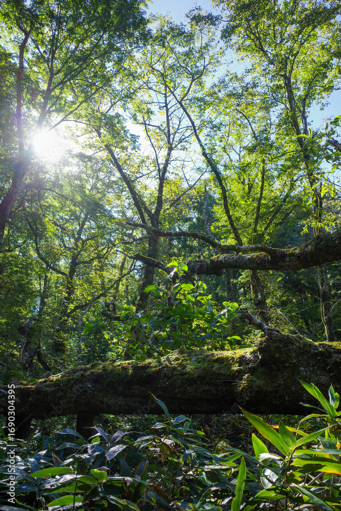 Naklejka premium Sunlight in a forest with mossy fallen tree，苔むした倒木と木漏れ日の森