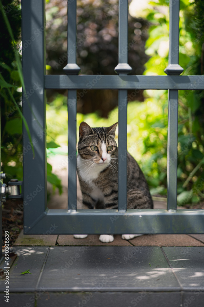Obraz premium Cat in the garden