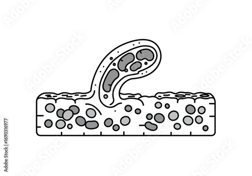 Organelle drawing. It is a line art diagram of various organelles, the specialized subunits within a cell that perform specific functions to sustain life. Vector sketch line art draw.