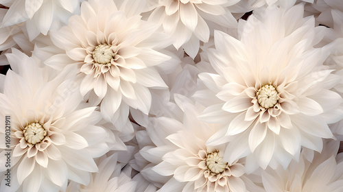 white chrysanthemum flowers