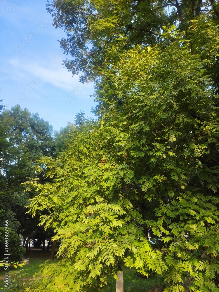 Fototapeta premium Beautiful nature photos