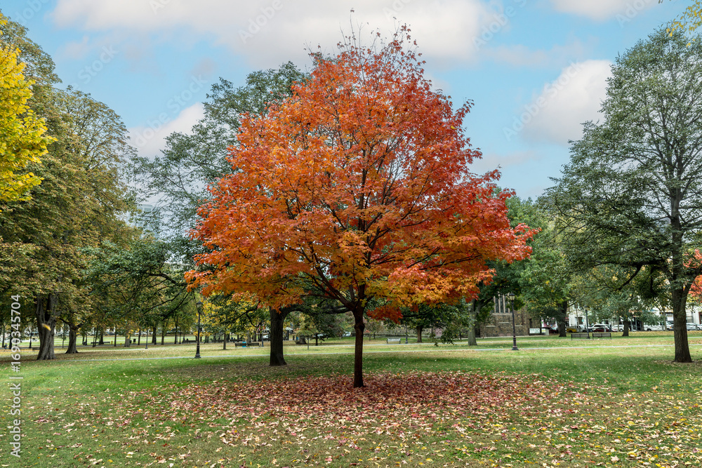 Naklejka premium trees in indian summer colors at park of Yale University, New Haven