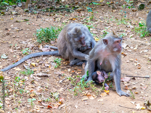 Schilderij op canvas The Sacred Monkey Forest Sanctuary is a nature reserve and temple complex in Ubu