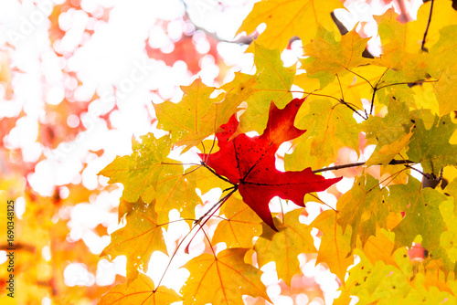 beautiful Maple tree background