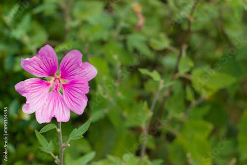 Eine einzelne pinke Blüte im Fokus