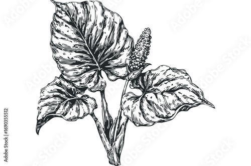 Black and white ink drawing of a tropical plant with large leaves and a spiky inflorescence. Vector hand drawn illustration