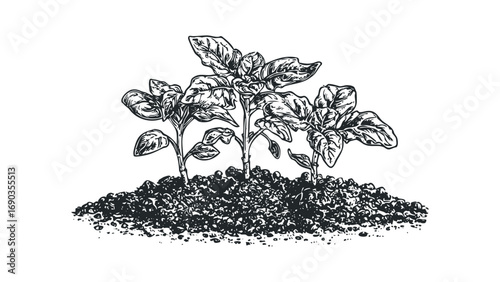 Sprout growing from soil, a fresh plant with leaves on a white transparent background,. Vector hand drawn illustration