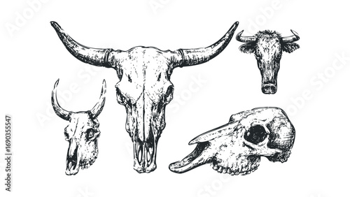 Collection of Hand Drawn Livestock Skulls with Horns Transparent. Vector hand drawn illustration