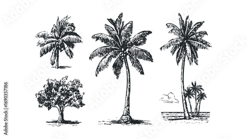 Collection of palm tree drawings on transparent background. Vector hand drawn illustration
