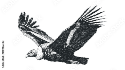 Condor bird in flight with wings spread, detailed black and white pointillism. Vector hand drawn illustration
