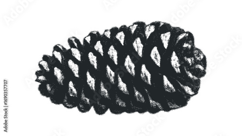 Pine Cone Transparent Image. Vector hand drawn illustration