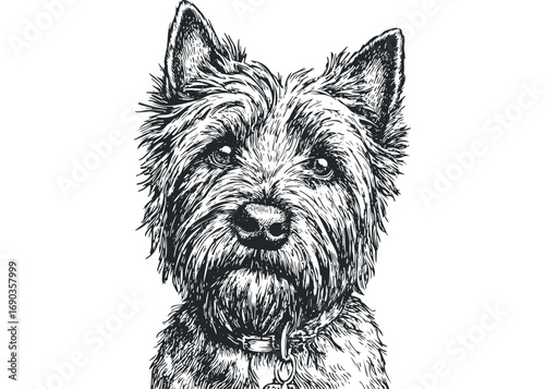 Hand Drawn Scottish Terrier Portrait. Vector hand drawn illustration