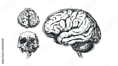 Engraved human brain and skull anatomical depiction. Vector hand drawn illustration