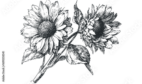 Detailed sketch of two sunflowers with stems and leaves on a transparent background. Vector hand drawn illustration
