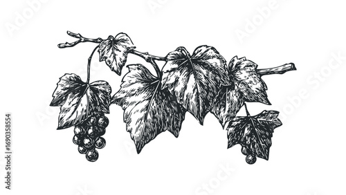 Grapevine branch with leaves and ripe grape clusters, line drawing. Vector hand drawn illustration