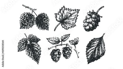 Hand drawn hops and leaves on transparent background, monochrome ink sketch. Vector hand drawn illustration