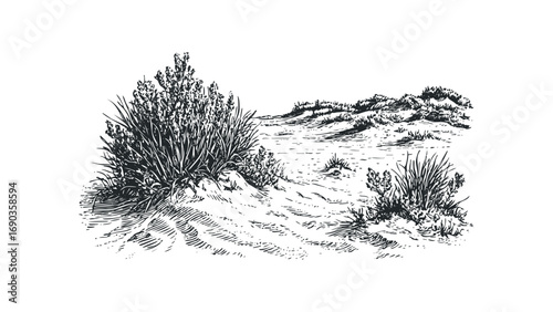 Detailed sketch of coastal dune vegetation with sparse plants and sand textures. Vector hand drawn illustration