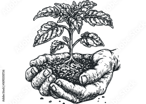 Hands cradling a small plant sprout with soil, black and white graphic. Vector hand drawn illustration