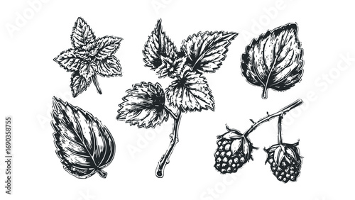Hand-drawn berry branch and leaves on transparent. Vector hand drawn illustration