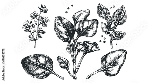Hand drawn botanical elements of spinach and herbs on transparent background. Vector hand drawn illustration