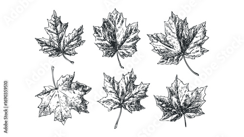 Sketch of Six Maple Leaves Isolated on White. Vector hand drawn illustration