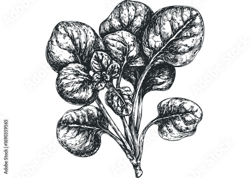Vintage botanical sketch of fresh spinach leaves on transparent background. Vector hand drawn illustration