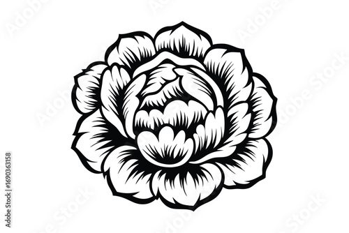 Exquisite monochrome peony bloom boasts elegant, sharply defined petals in a floral vector