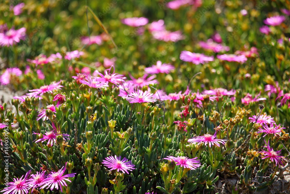 Naklejka premium 太陽の光を浴びて輝くお花