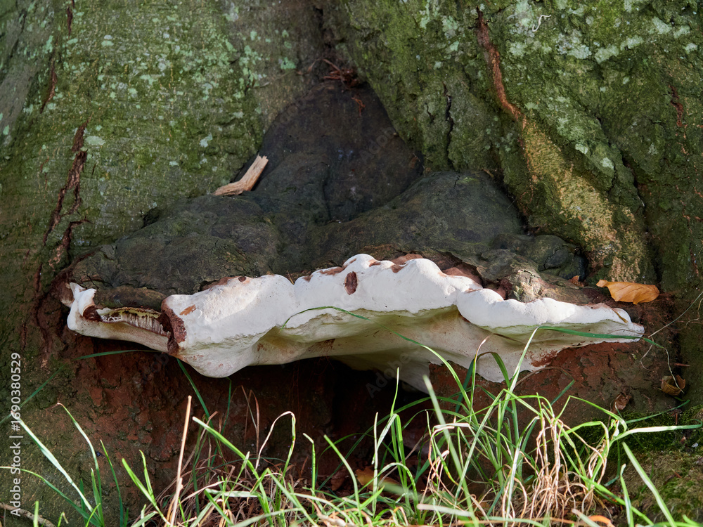 Obraz premium Ganoderma is a genus of polypore fungi in the family Ganodermataceae that includes about 80 species, many from tropical regions.