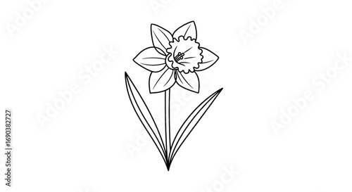 Line Drawing of a Daffodil Flower with Leaves.