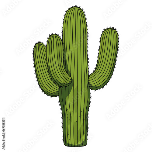 cactus isolated on white background