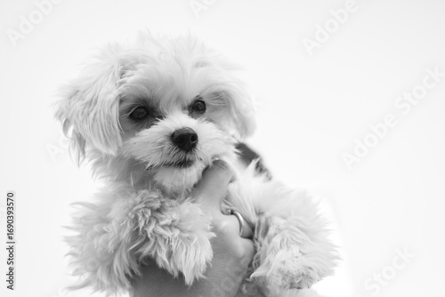 cute happy maltese puppy in black and white, isolated