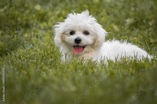 cute portrait of white cute fluffy happy puppy maltese dog looking at camera, playing in grass, dog training