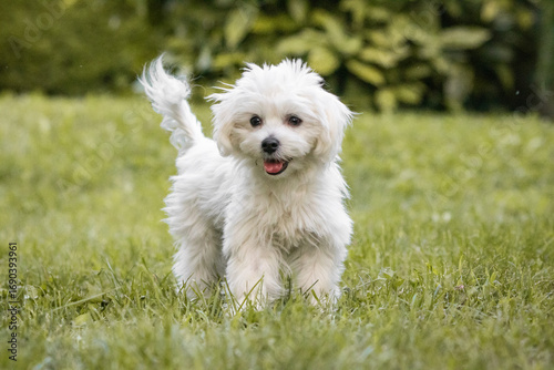 cute portrait of white cute fluffy happy puppy maltese dog looking at camera, playing in grass, dog training