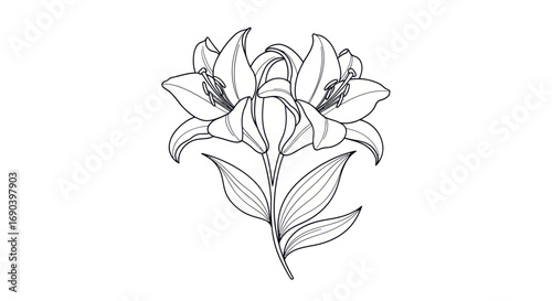 Elegant Line Drawing of Two Lilies.