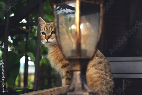 cat on the fence